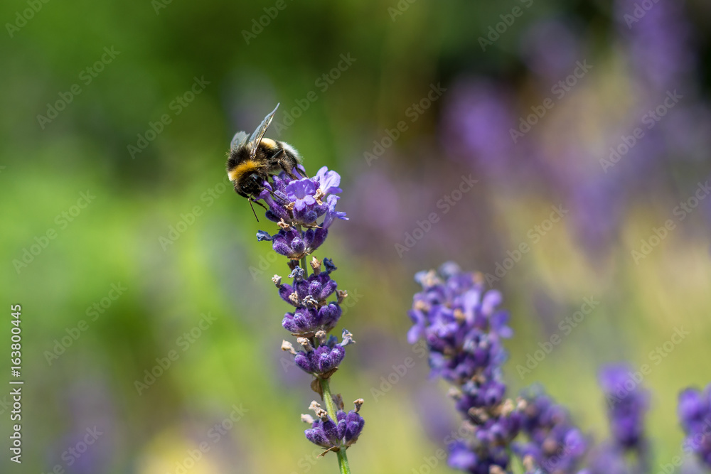 Single bumble bee on lilac flower in summer Single bumble bee on lilac flower in summer