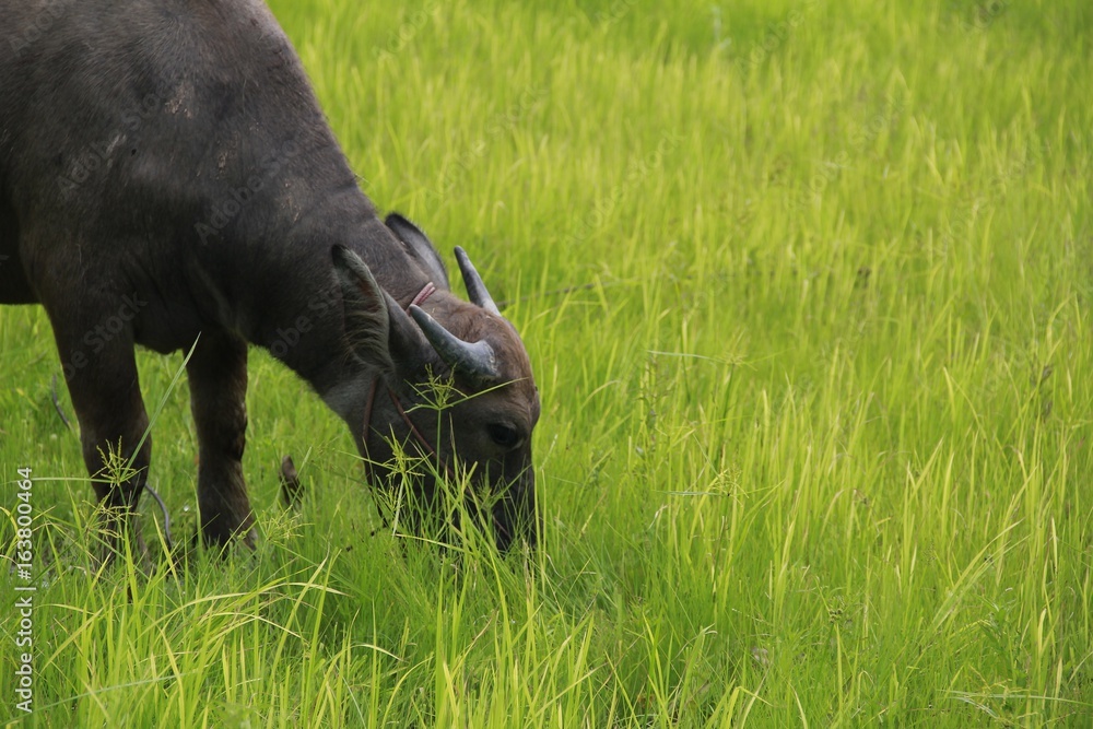 Buffalo is a four-foot animal that feeds on long, spiky, and spiked cats. Grass is a food to live in a rural outdoor field. Buffalo is a four-foot animal that feeds on long, spiky, and spiked cats. Grass is a food to live in a rural outdoor field.
