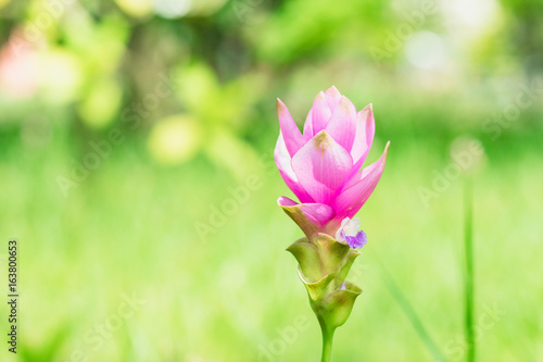 Close up nature of flower, natural pink flower plants using as a background or wallpaper