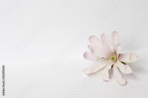 Single light pink magnolia flower on white background