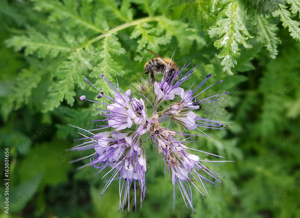 Phacelia; tanacetifolia Phacelia; tanacetifolia