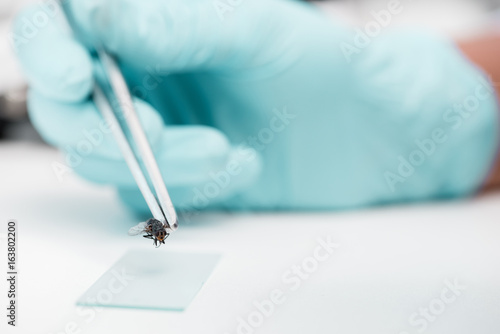 Close-up view of tweezers with fly and glass microscope slide during experiment in lab