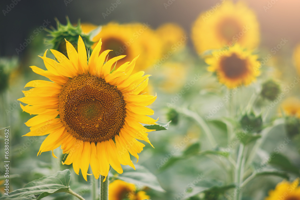 Yellow sunflower closeup. Flower background.