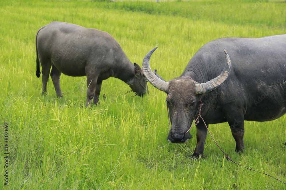 Buffalo is a four-foot animal that feeds on long, spiky, and spiked cats. Grass is a food to live in a rural outdoor field. Buffalo is a four-foot animal that feeds on long, spiky, and spiked cats. Grass is a food to live in a rural outdoor field.