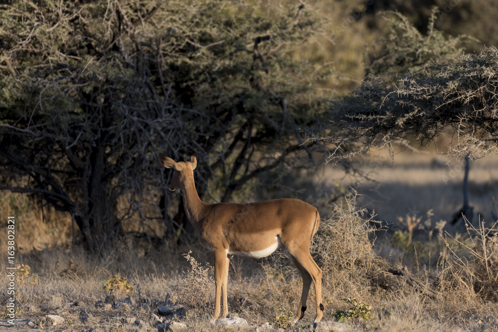 Fototapeta premium Springbock