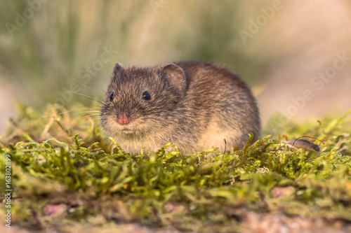 Bank vole looking in natural environment