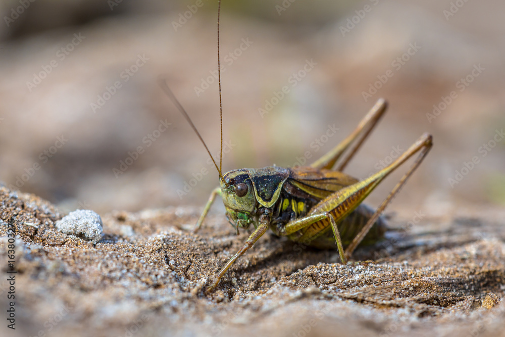 Roesels bush cricket in natural environmnt Roesels bush cricket in natural environmnt