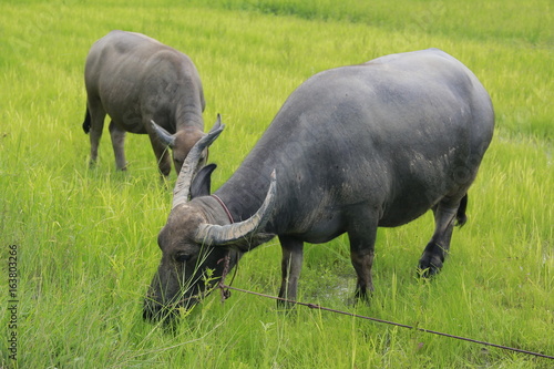 Buffalo is a four-foot animal that feeds on long, spiky, and spiked cats. Grass is a food to live in a rural outdoor field.