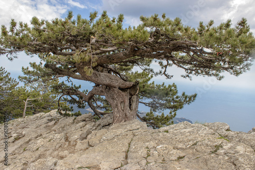 Pine growing in the rock in the Crimea  Russia