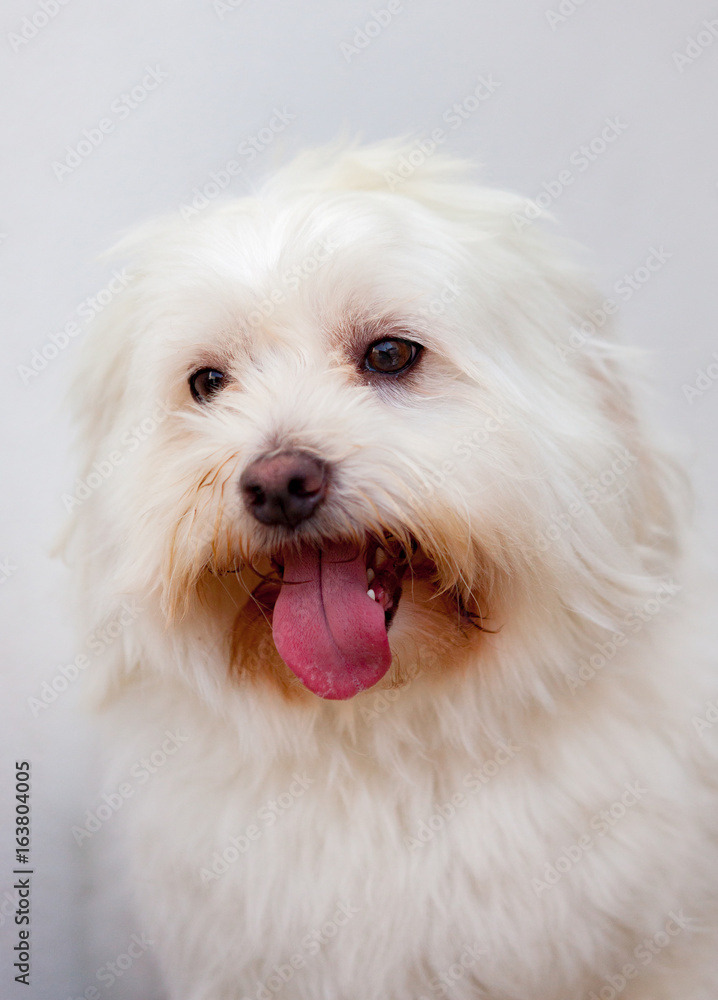 Portratit of a white dog with long hair Portratit of a white dog with long hair