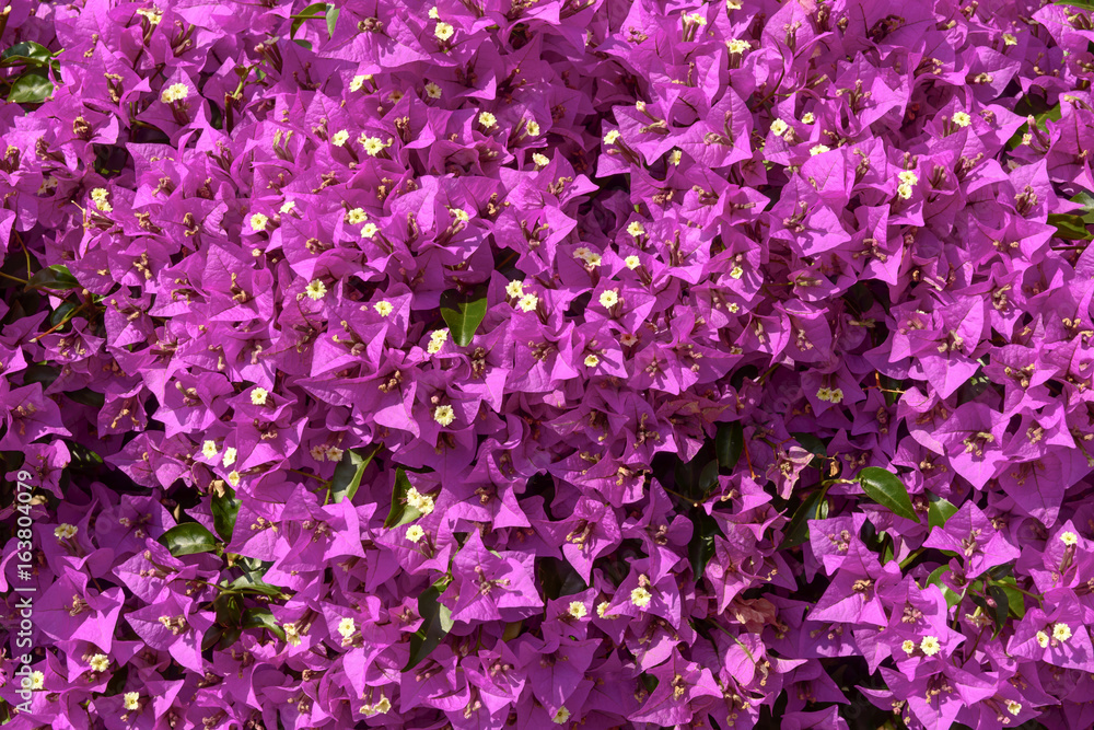 texture of Bouganvillea glabra flowers, Chiavari , Italy texture of Bouganvillea glabra flowers, Chiavari , Italy