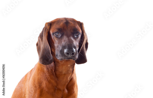 Brown hound of Bavarian