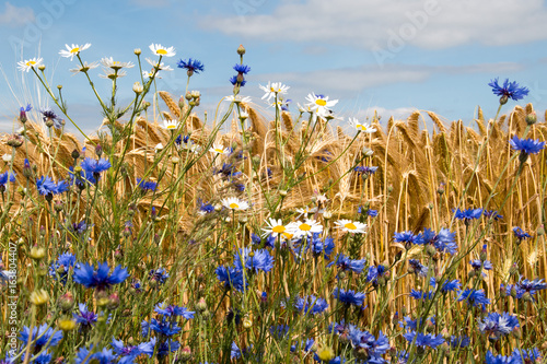Fototapeta Naklejka Na Ścianę i Meble -  Kornblumen und Kamille vor einem Feld mit Gerste im Sommer unter blauem Himmel