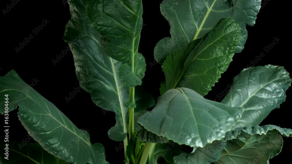 Time lapse of broccoli greens growing. Studio shot over black. Time lapse of broccoli greens growing. Studio shot over black.