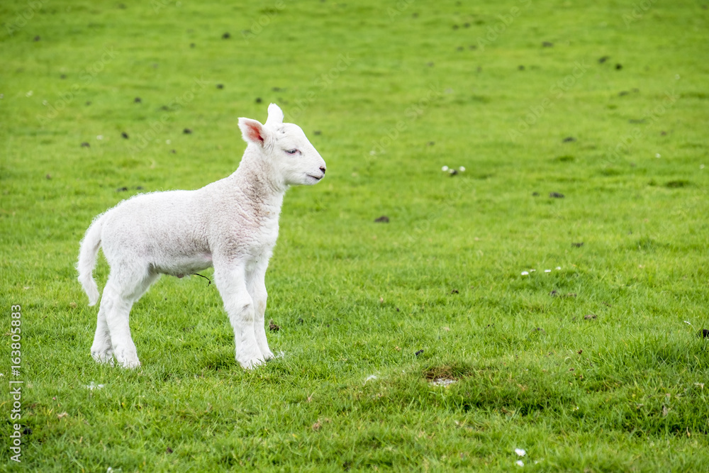 Cute little lamb dwelling in the green beautiful Scottish field Cute little lamb dwelling in the green beautiful Scottish field