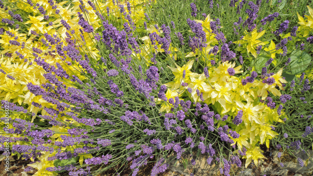 Obraz premium Bushy purple lavender flowers among yellow leaf plant in a rock garden, on a summer day.