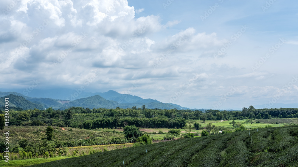 Tea plantation and mountain view with blue sky background