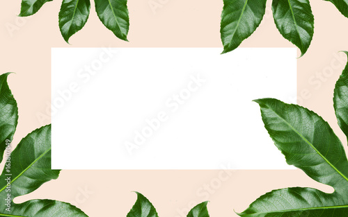 green leaves over white blank space on beige