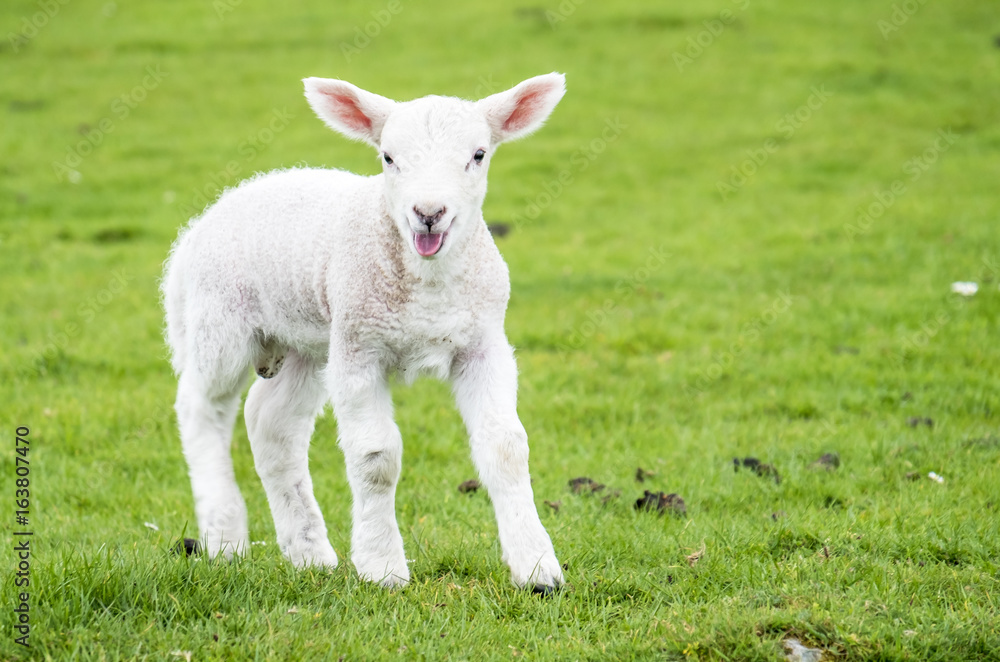 Fototapeta premium Cute little lamb dwelling in the green beautiful Scottish field