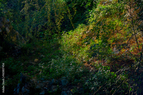 Piante e alberi: la natura nel giardino di ninfa © GMfoto