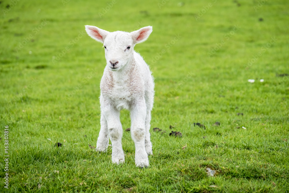 Cute little lamb dwelling in the green beautiful Scottish field Cute little lamb dwelling in the green beautiful Scottish field