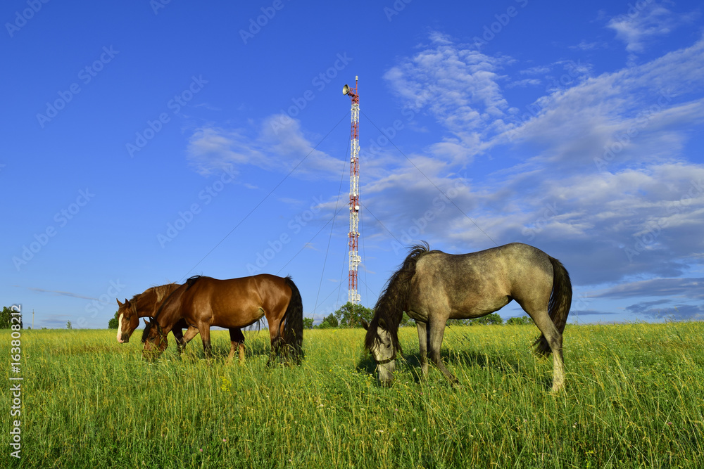 Obraz premium One gray and two brown horses eating green grass on meadow