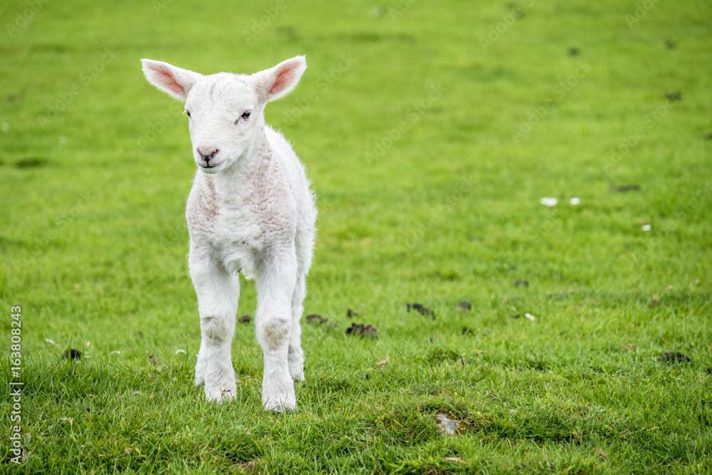 Cute little lamb dwelling in the green beautiful Scottish field Cute little lamb dwelling in the green beautiful Scottish field