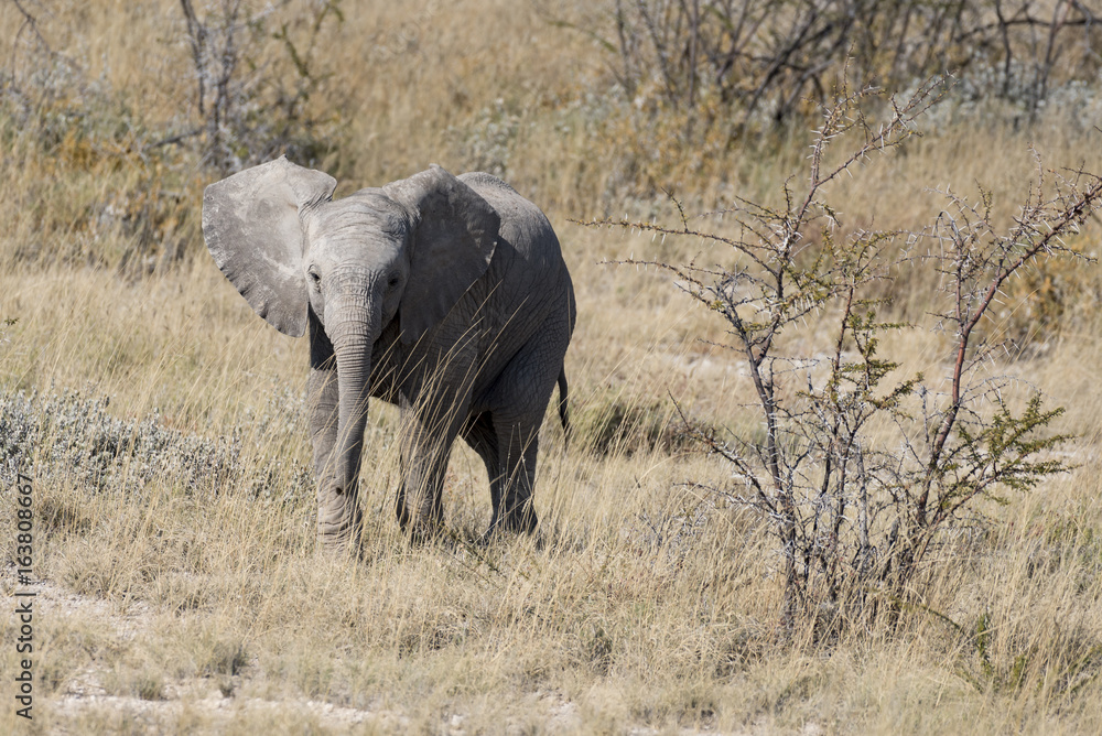 Obraz premium Elefant