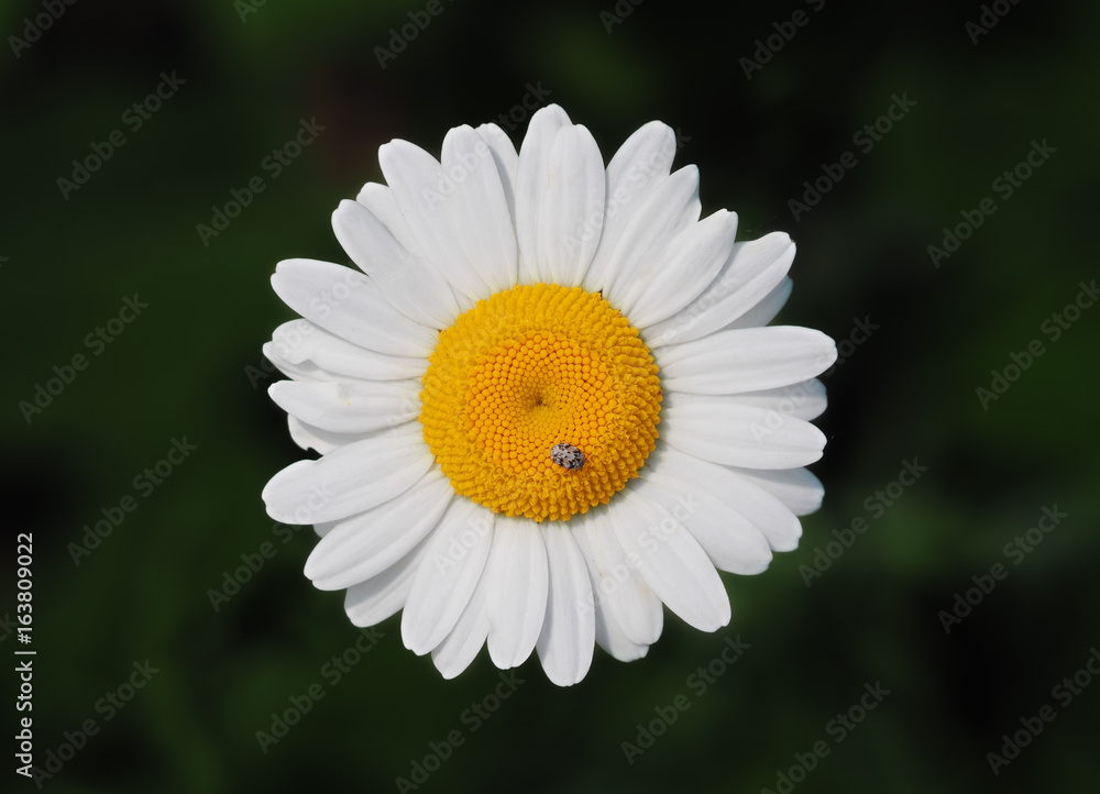 Fototapeta premium Bug at the daisy wheel top view