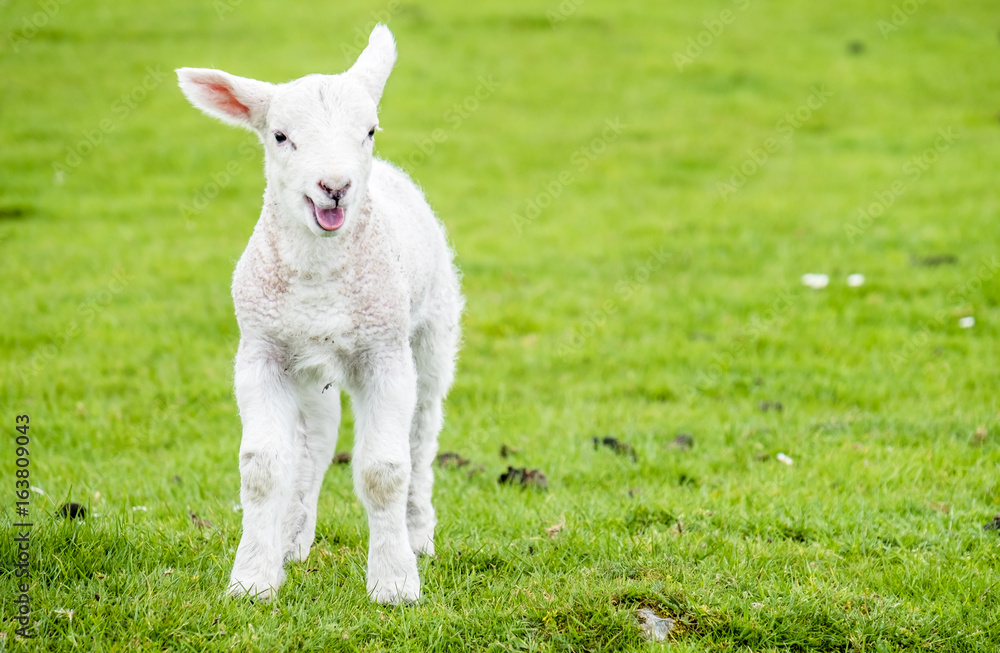 Cute little lamb dwelling in the green beautiful Scottish field Cute little lamb dwelling in the green beautiful Scottish field