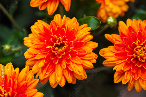 Orange chrysanthemums in the garden
