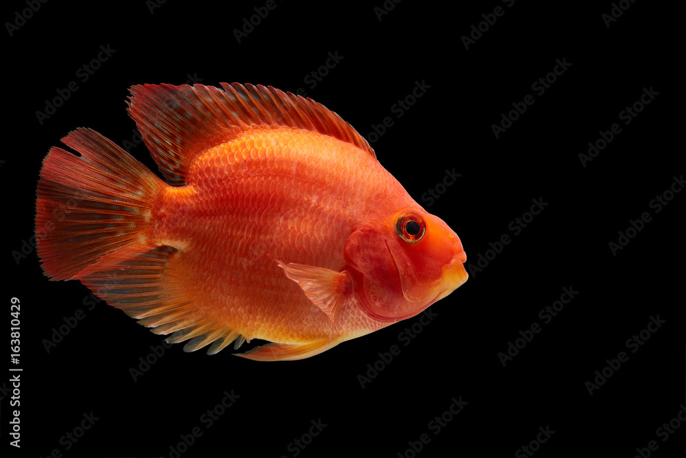 Obraz premium red Amphilophus in black background