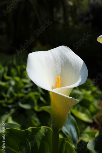 arum lily against dark background