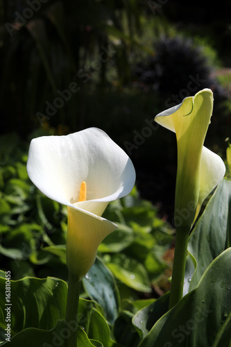 Arum lilies in a garden