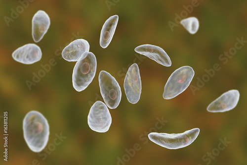 Parasitic protozoans Toxoplasma gondii which cause toxoplasmosis in tachyzoite stage, 3D illustration