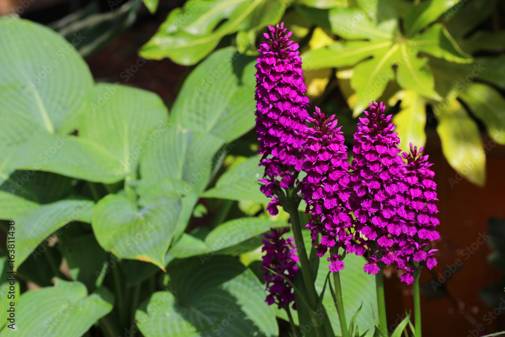Dactylorhiza foliosa orchid plant Dactylorhiza foliosa orchid plant