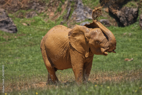 Elefante bebé