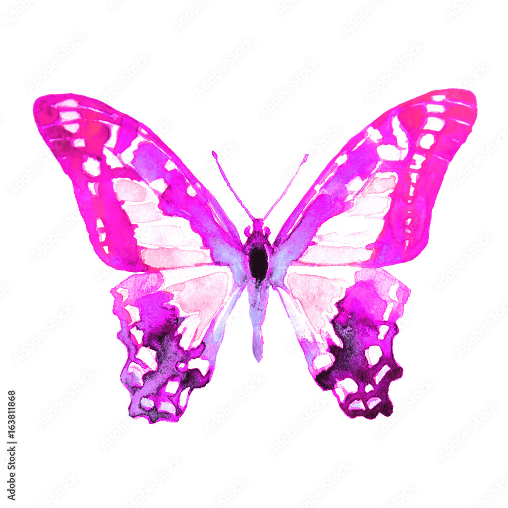 Obraz premium beautiful pink butterfly,watercolor,isolated on a white