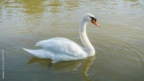 Fototapeta Naklejka Na Ścianę i Meble -  white swan swimming in the river