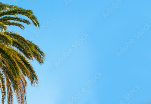 Tropical. Leaves of palm tree on blue sky background.