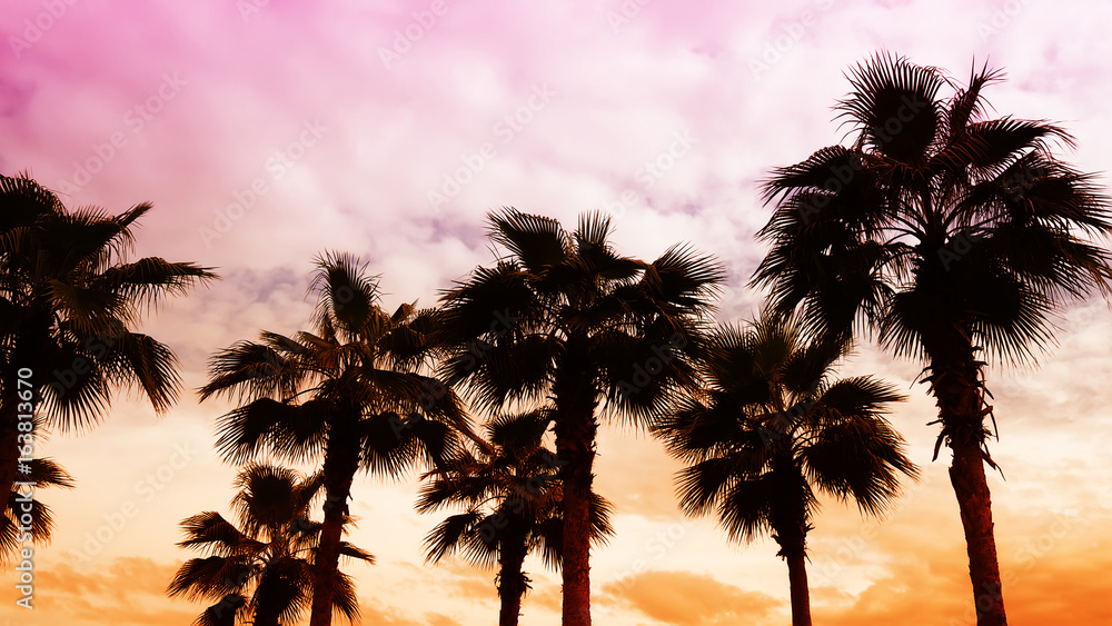 Naklejka premium Silhouette palm trees in the twilight sky evening background
