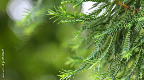 closeup green branch pine tree with blurred background