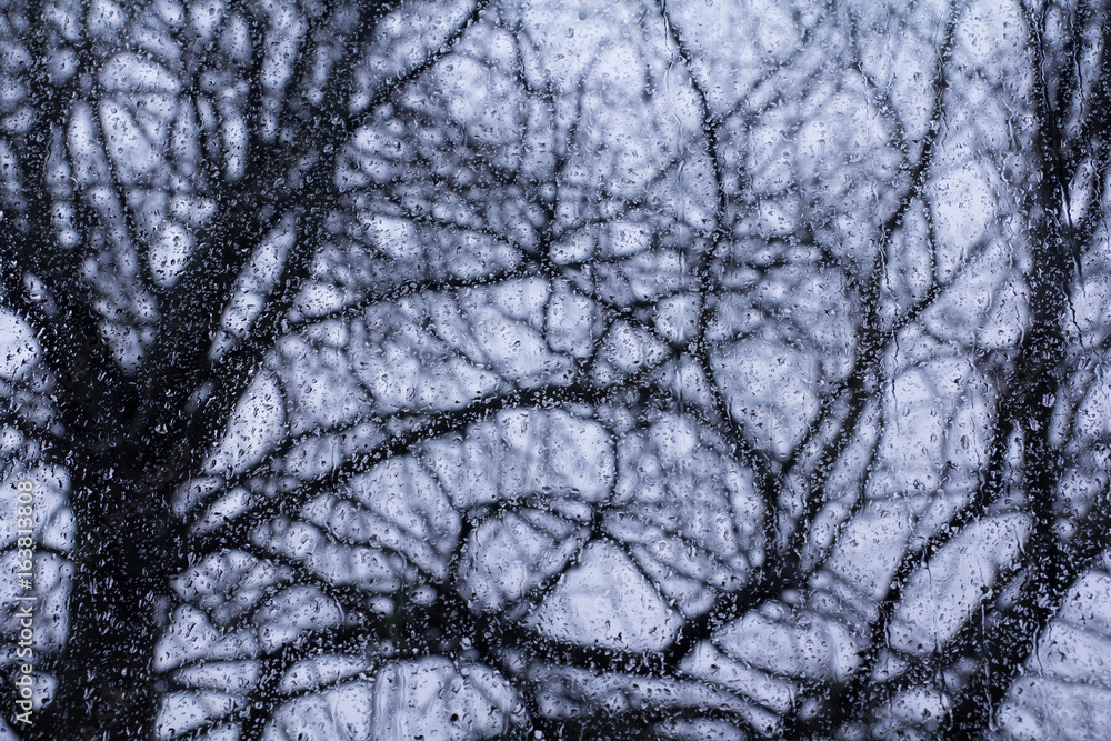 Looking at a chestnut tree through a rainy window Looking at a chestnut tree through a rainy window
