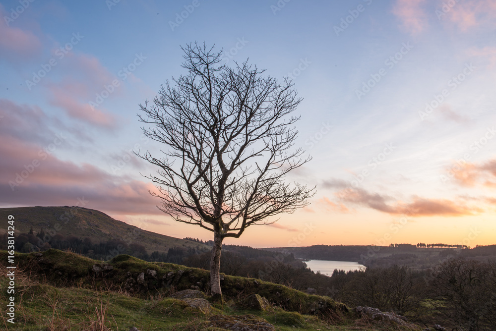 Fototapeta premium Tree above the lake