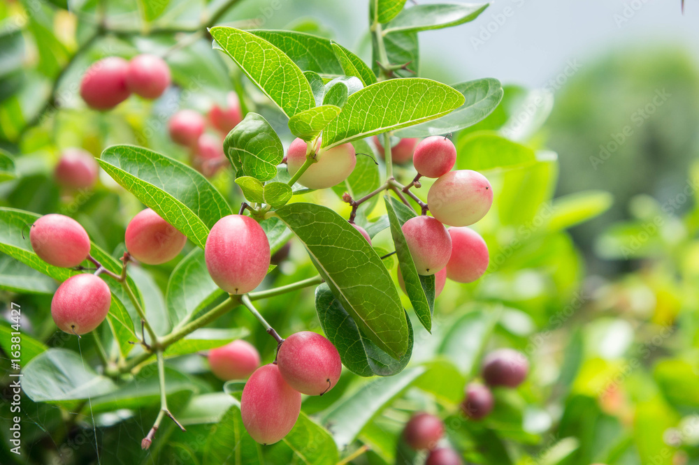 Carunda or Karonda fruit on tree organic garden Carunda or Karonda fruit on tree organic garden