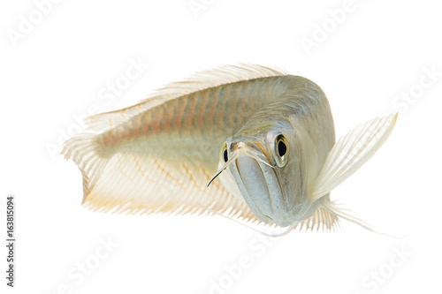 Silver arowana in white background, Osteoglossum bicirrhosum