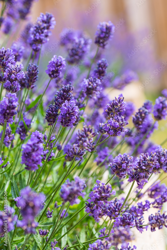 lavender blooms, lavender flower lavender blooms, lavender flower