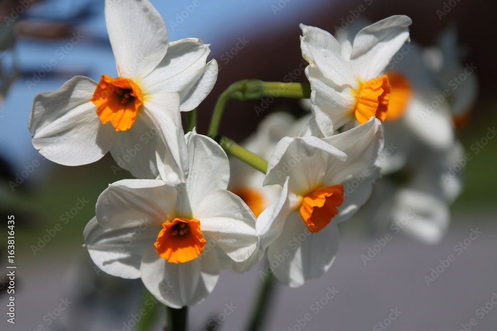 Fototapeta premium narcisses à couronne/ Des fleurs de toute beauté que l'on trouve un peu partout