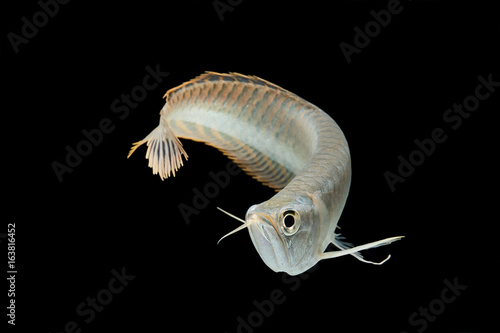 Silver arowana in white background, Osteoglossum bicirrhosum photo