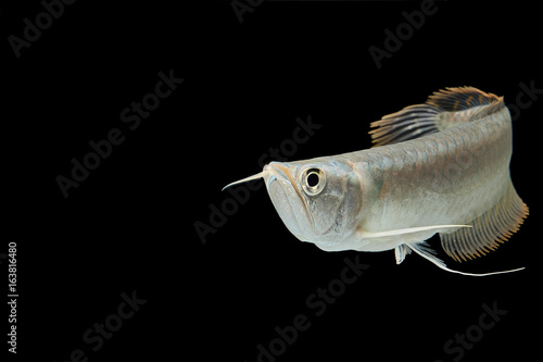 Silver arowana in white background, Osteoglossum bicirrhosum